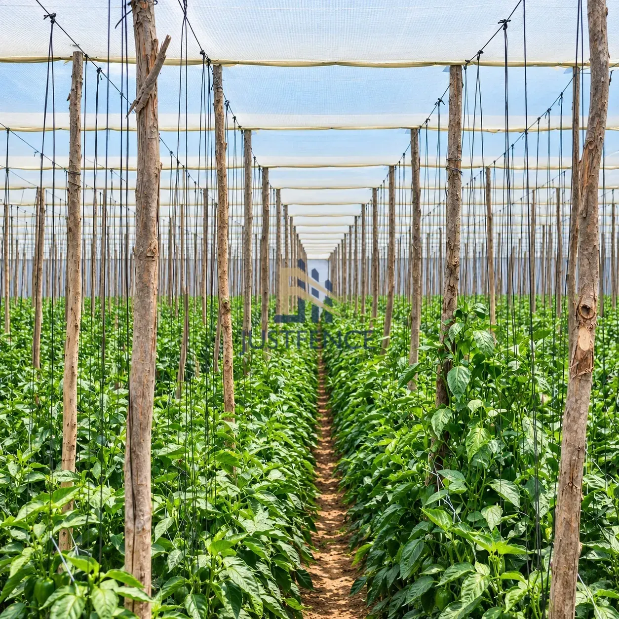JF PET WIRE installation