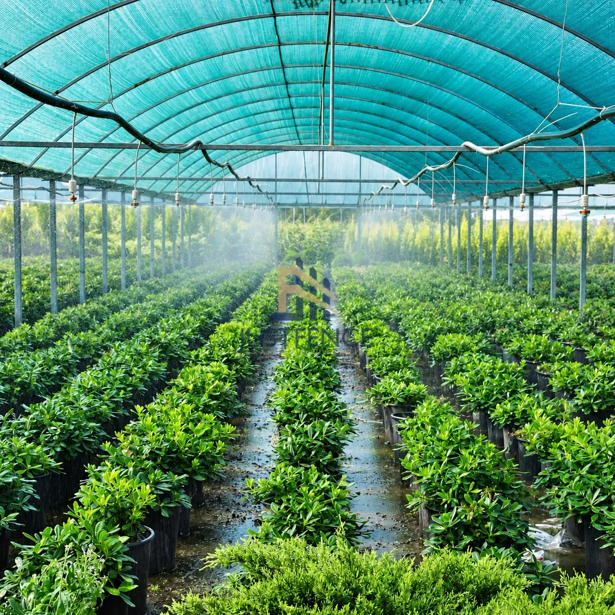 JF Shade Net installation